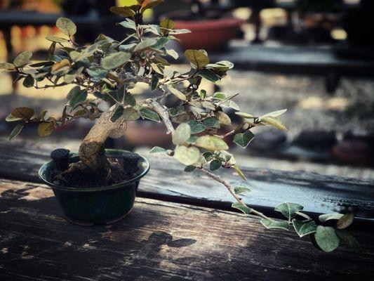 Kimura Bonsai Nursery