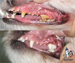 dog breath ... yuk. go with dental cleaning at Surf Paws.