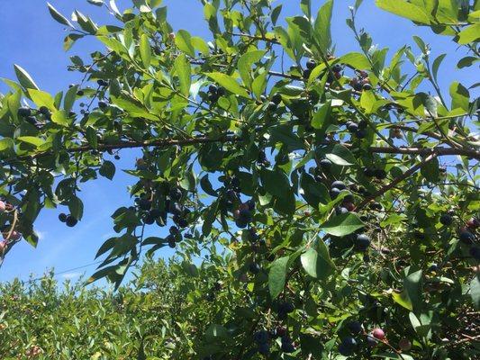 The blueberry bushes are extremely tall. One of the staff told us they are about 25 years old.