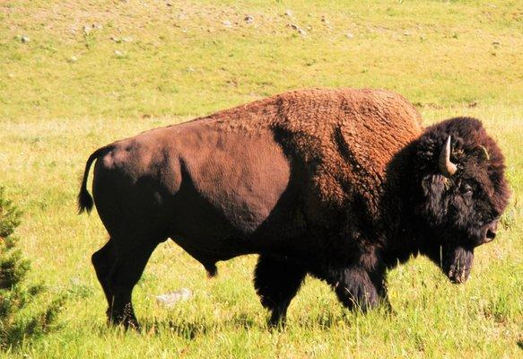 Ride and view wildlife in Yellowstone's Backcountry.  Extended pack trips into the backcountry provides excellent wildlife viewing.