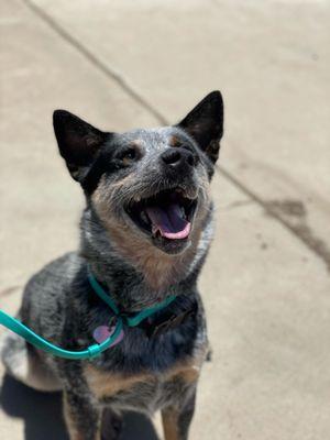 MOOSE - our rescue blue heeler