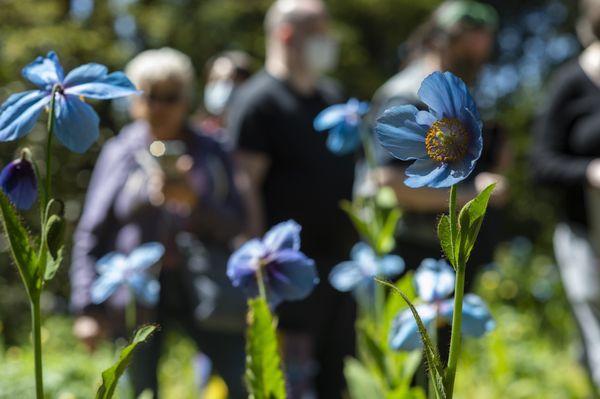 Blue Poppy Day visitors