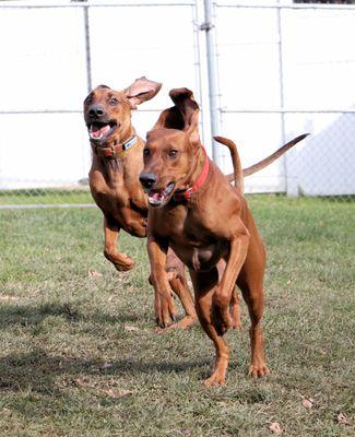 Bo (left) and friend playing chase