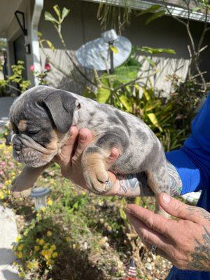 7 week old Blue Tri Merle. One of a litter of 8. Delivered by cesarean while we observed. Fabulous Veterinarian! Thank you Dr. Shaw