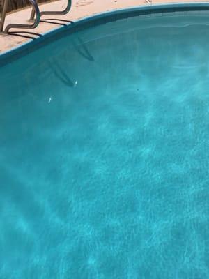 Photos of grass and other debris left in pool after technician left