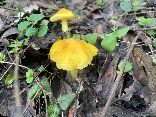 Mushrooms in the winter