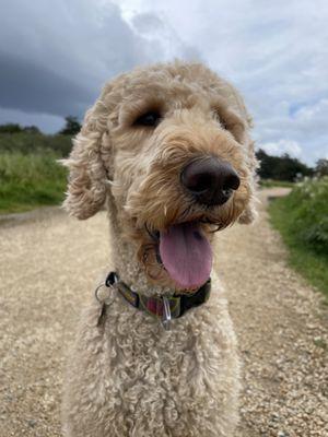 Lulu the Doodle