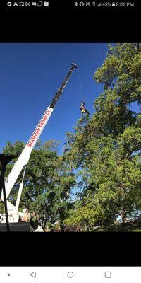 El Dorado Hills Tree Specialist