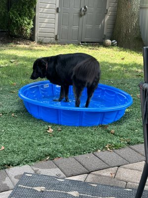 Luna in the pool