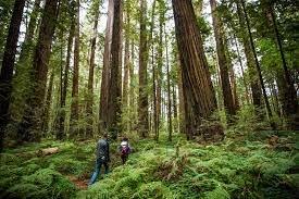 Beautiful Humboldt Redwoods