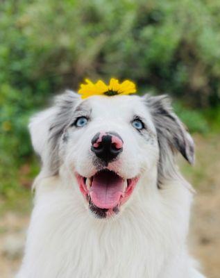 Our Open Enrollment support dog :)