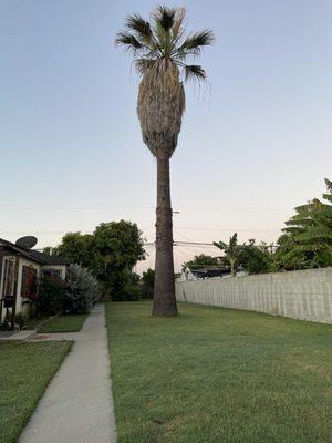 Palm tree before trimming