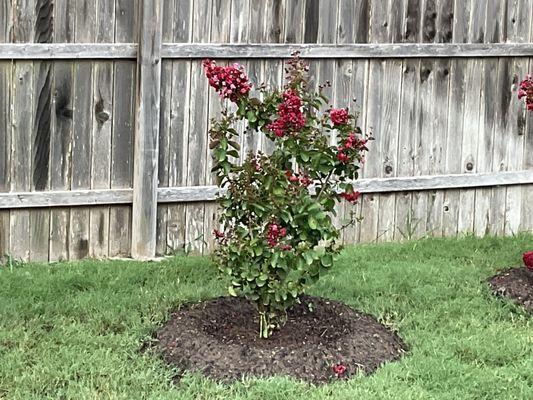 Crepe Myrtle