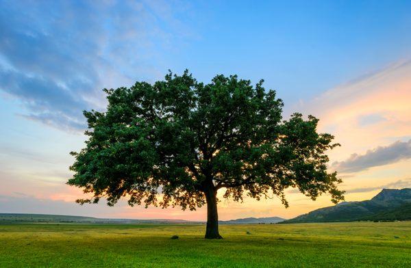 Tree Care