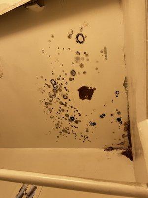 Mold growth above shower. Nothing done to remediate they just let it grow and thrive and expected me to stay. The smell...