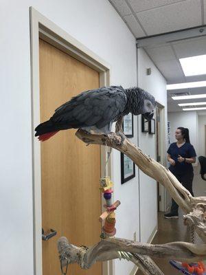 Lydia the resident African Grey