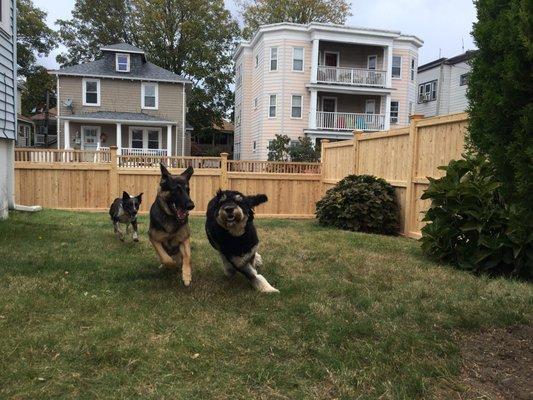 Dogs in my Amazing Fence-d in yard