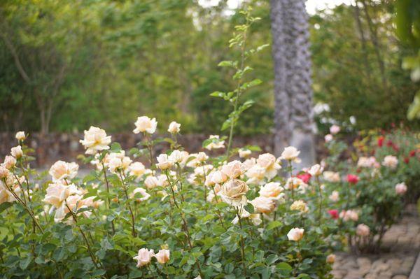 Rose garden