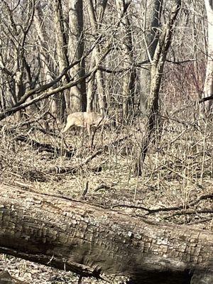 Deer found on off trail area