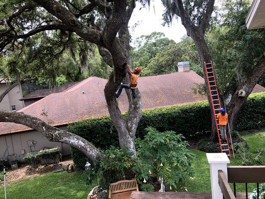 Large, Live Oaks: trimmed