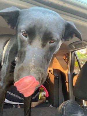 He can't wait to try all his random treats after a 4 mile hike! Friendly service and a bunch of cool random stuff for your furry friend !