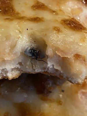 That is a fly, baked into the pizza