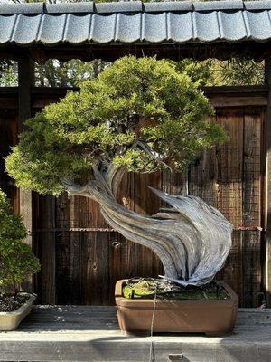 148 California juniper. Collected by Harry Hirao from the high desert region of SoCal.