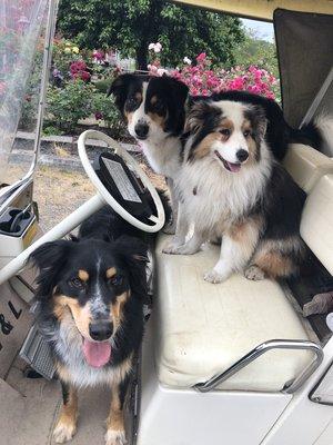 Winery pups. Doobey, Lilly,Merlin