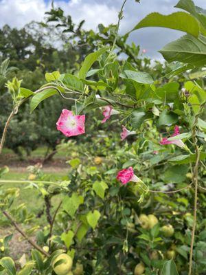 Flowers amongst the Apple trees.