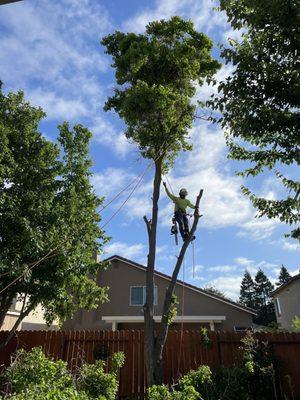 Tree trimmer up in the tree.