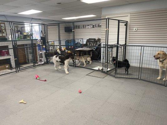 Dogs meeting each other through gates