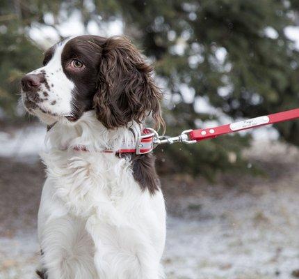 Ole is modeling our waterproof & odor resistant reflective collar with matching leash.