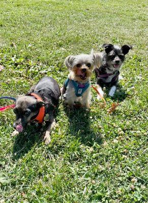 Small dog pack out for a neighborhood walk.