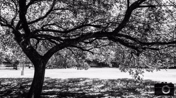 this tree was at the main parking lot !! it was half falling so i captured i and made a memory :)