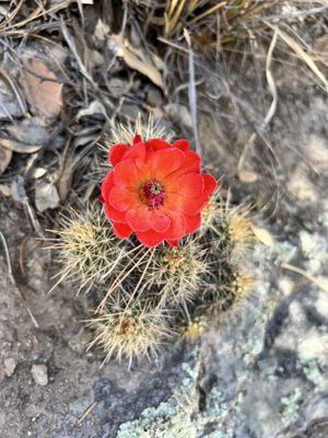 Desert flower