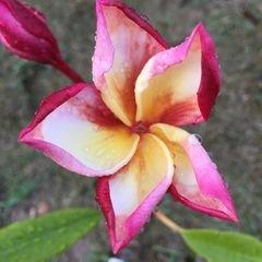 North Texas Plumerias