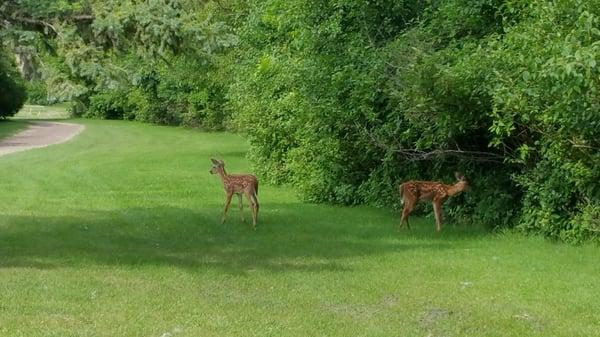 ... young fawns sneaking out onto #5