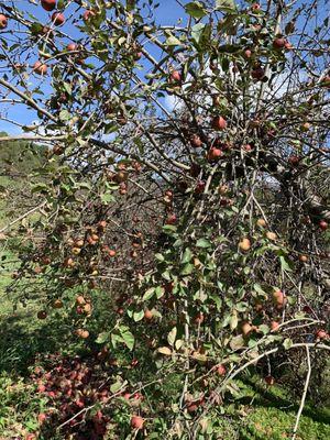 The Orchard At Altapass