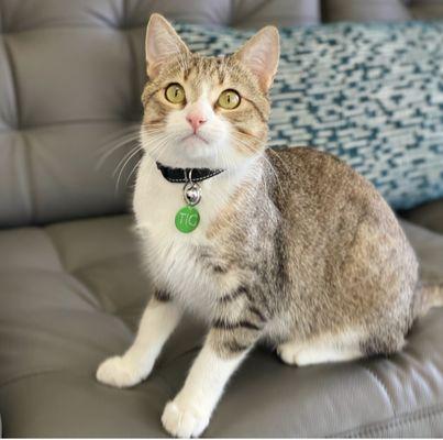 Our sweet clinic cat, Tig.