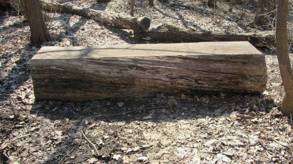 Sitting bench made from an old tree.