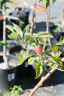 Windmill Nursery