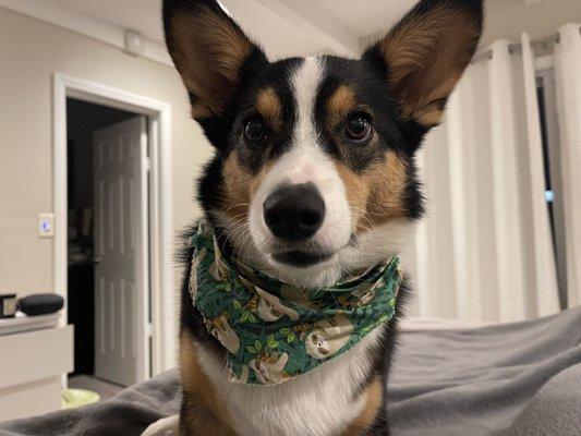 Tucker freshly groomed with a cute bandana