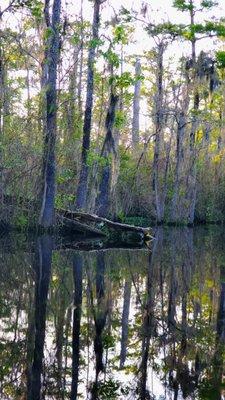 The things you see on the Waccamaw River