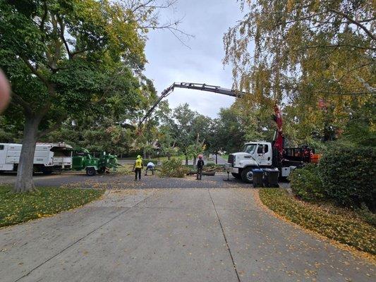 Tree Removal Robot