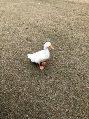 Aflac