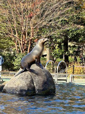 Sea lions