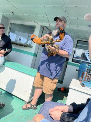 Fresh caught lobster