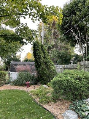 Tree uprooted by a freak storm that caused my neighbor's privacy fence to bow out. Quickly removed by Upper Cut Tree Service.