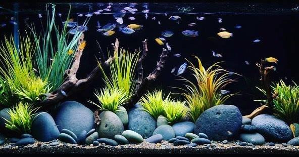 Addition of aquarium decor for an existing client's tank.