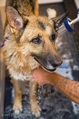 Vegas is almost done with her bath.